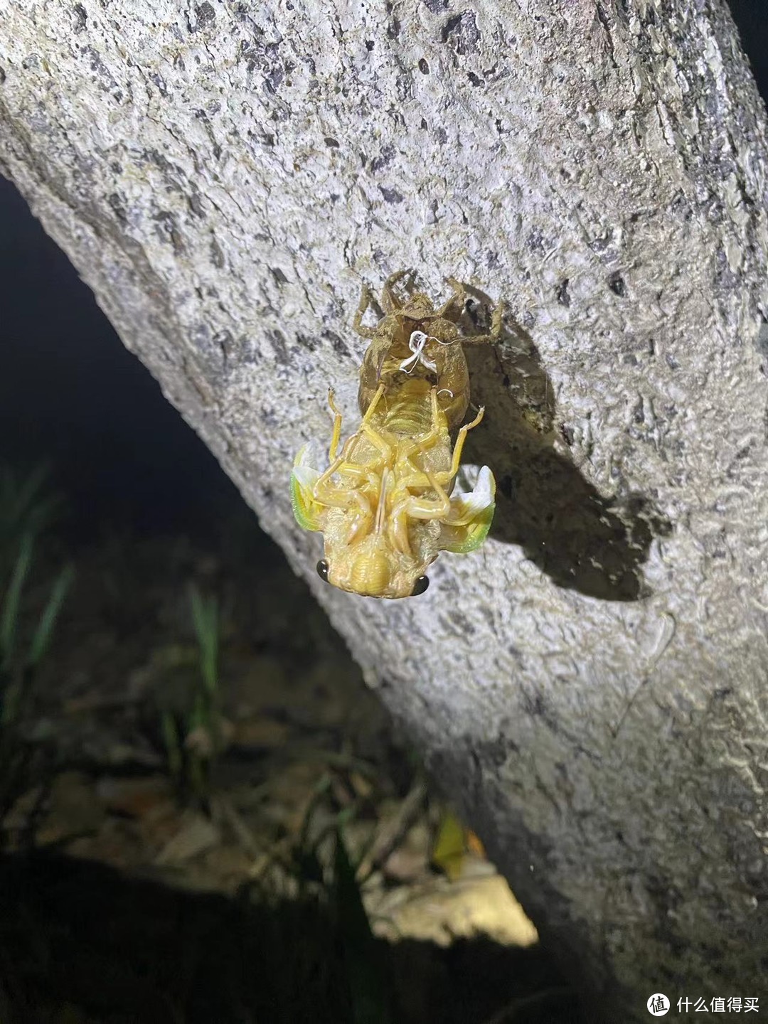 夏天的夜晚-一起抓知了猴吧，让你的生活更有趣！