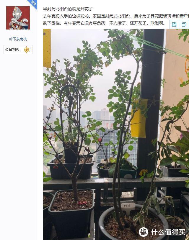 浙江一太太，为了养花种菜，把10000多元的阳台拆了，网友：值了