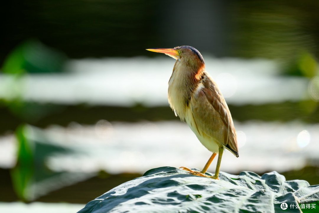 840mm，ISO 140，F5.6，1/400s