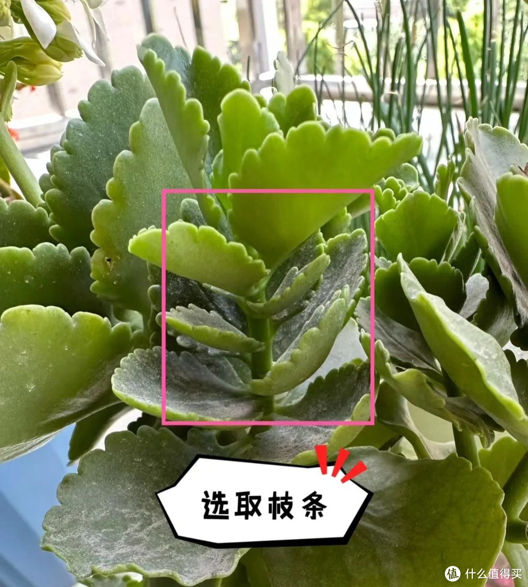 立秋后，趁早扦插4种“年宵花”，沾土生根，春节开满花