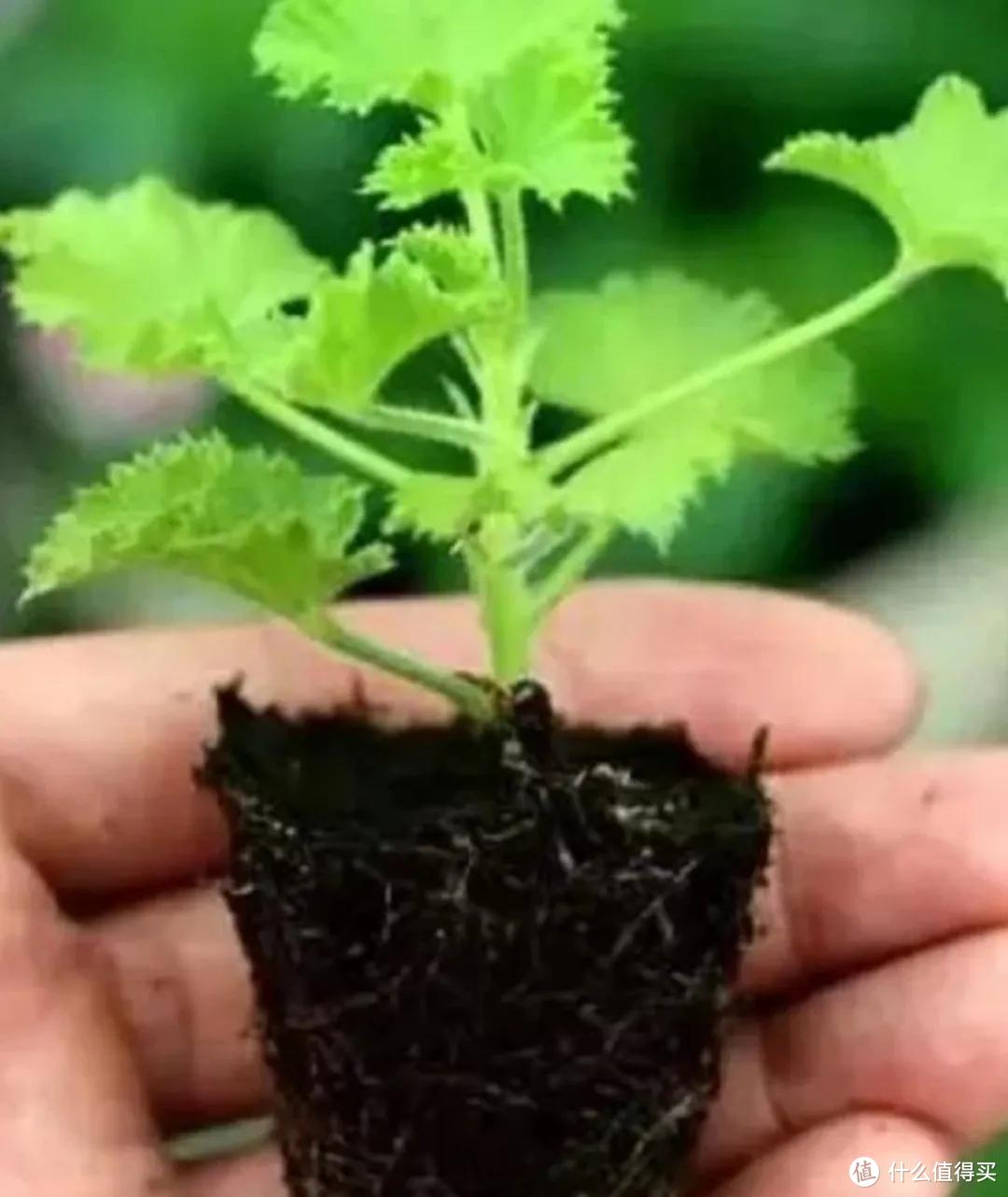 立秋后，趁早扦插4种“年宵花”，沾土生根，春节开满花