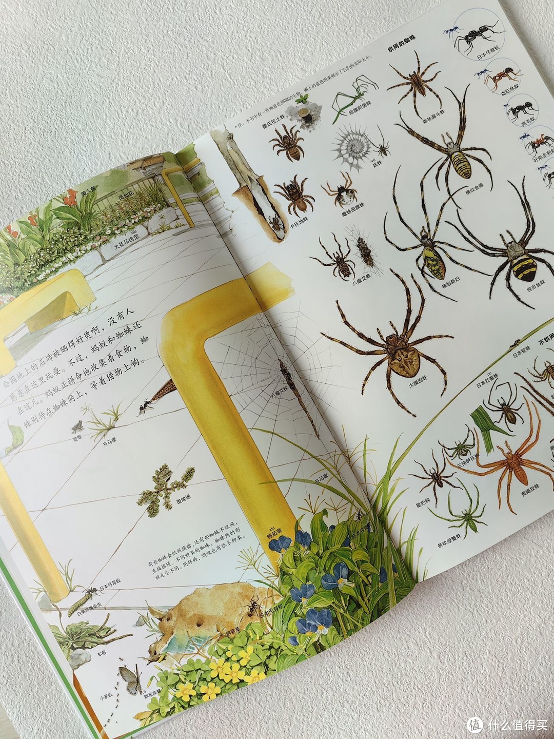 小清新绘本《夏之虫，夏之花》，关于夏天的唯美图鉴
