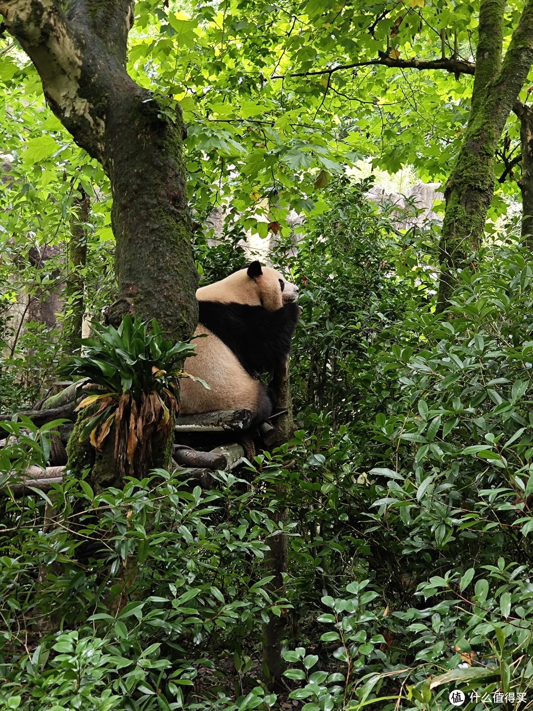 回忆一周的成都游，累并快乐着！