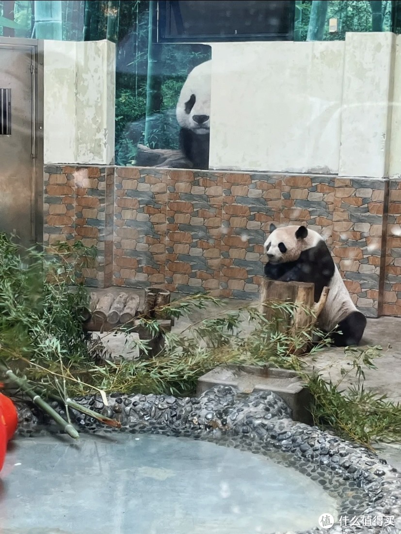 青岛动物园8块5看大熊猫！快带孩子来！