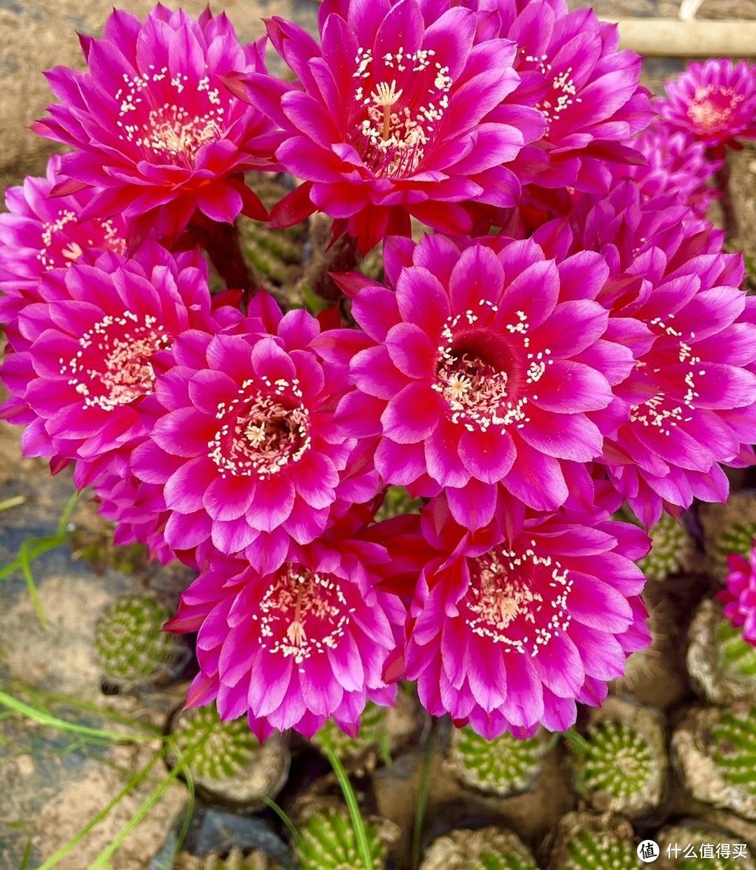 6种花不怕热不怕晒，经常开花，漂亮耐看，皮实耐热，开花真多！