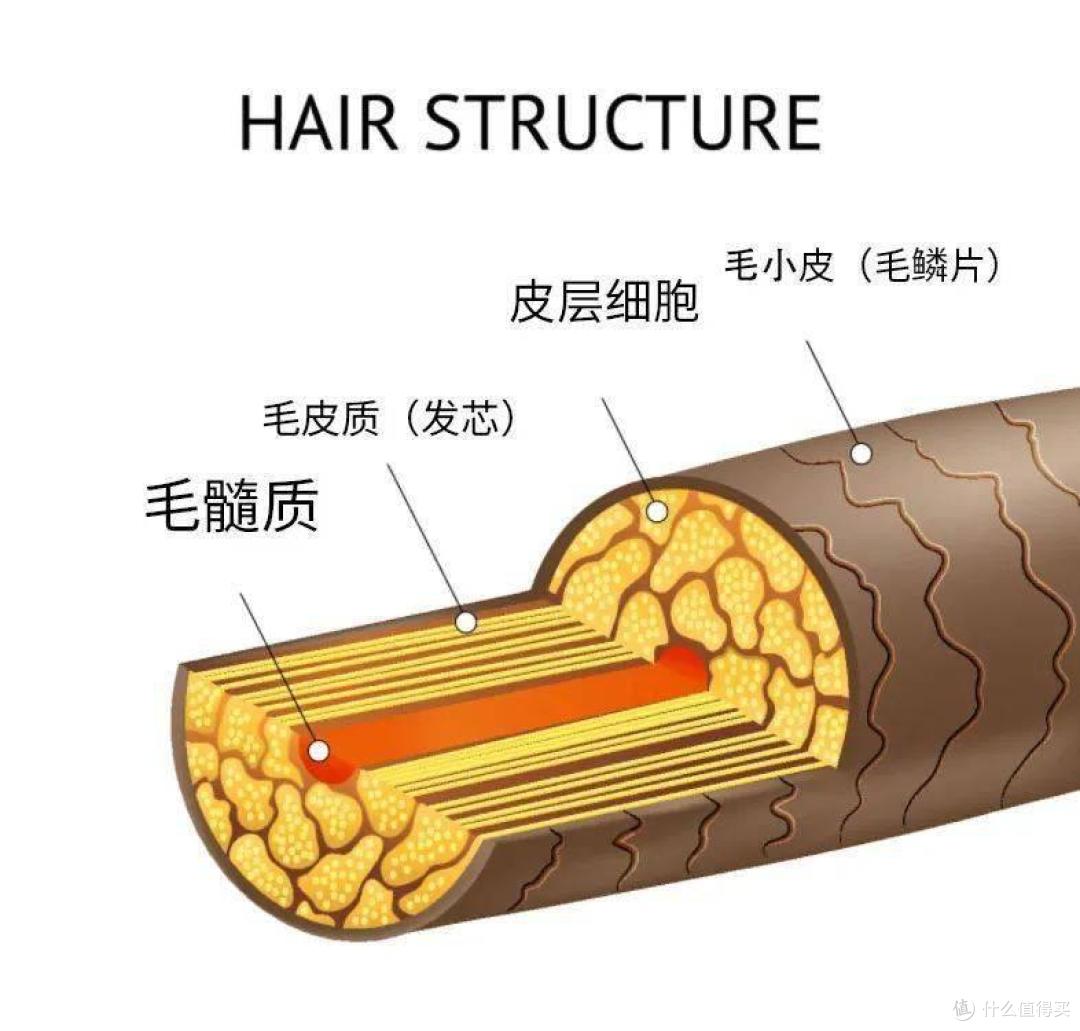 高速吹风机推荐|耗时30天的测评大放送,多维度横测戴森/初扉/莱芬/松下/零速等品牌,保姆级选购技巧奉上