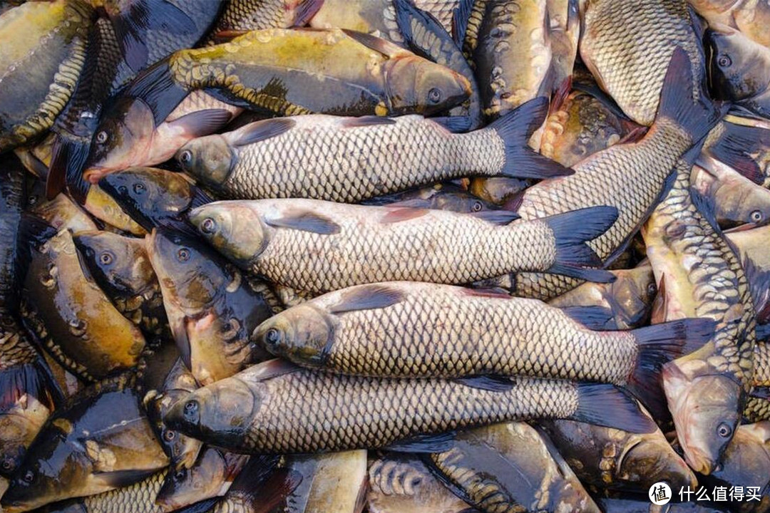 秋风起鱼儿肥，秋天最该吃的4种鱼，正是肥美的好时候，别错过了