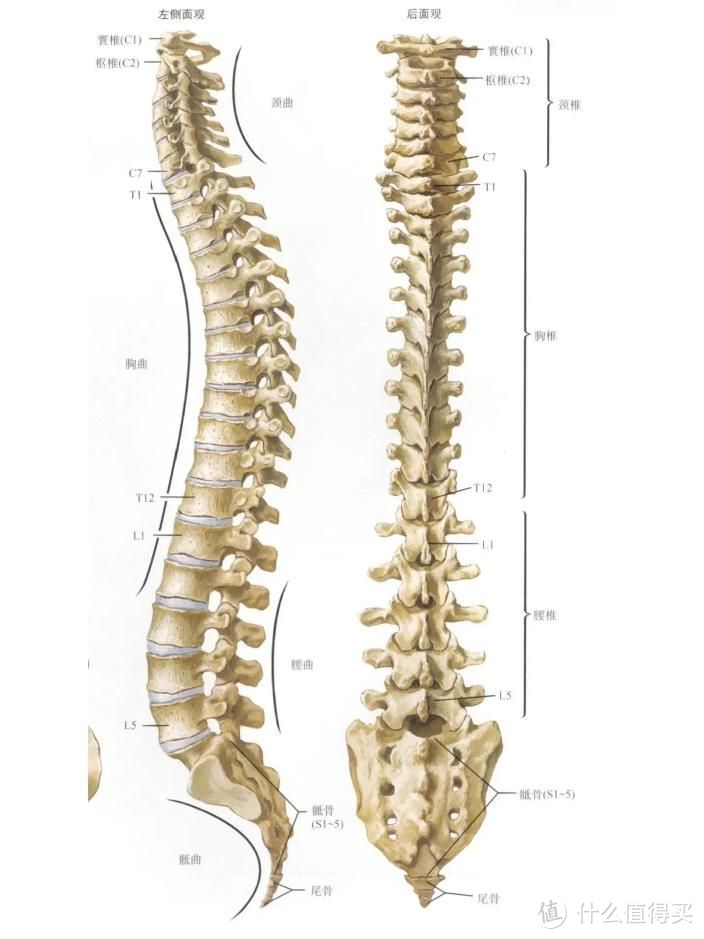 人体脊柱解剖图