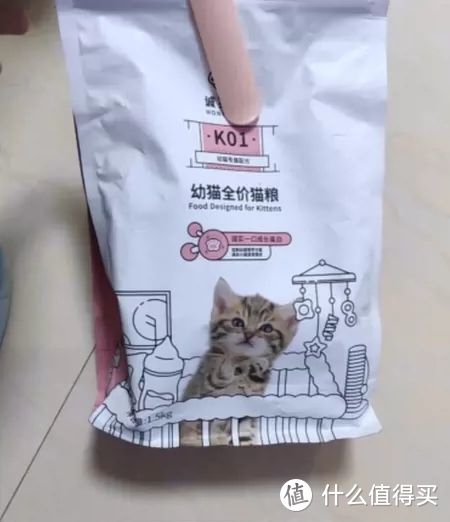 3个月的幼猫吃什么猫粮好？