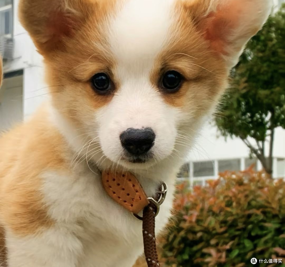 宠物日常照顾方法怎么做