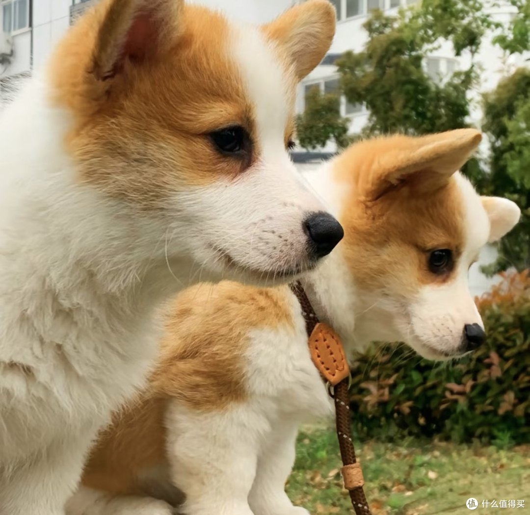 宠物日常照顾方法怎么做