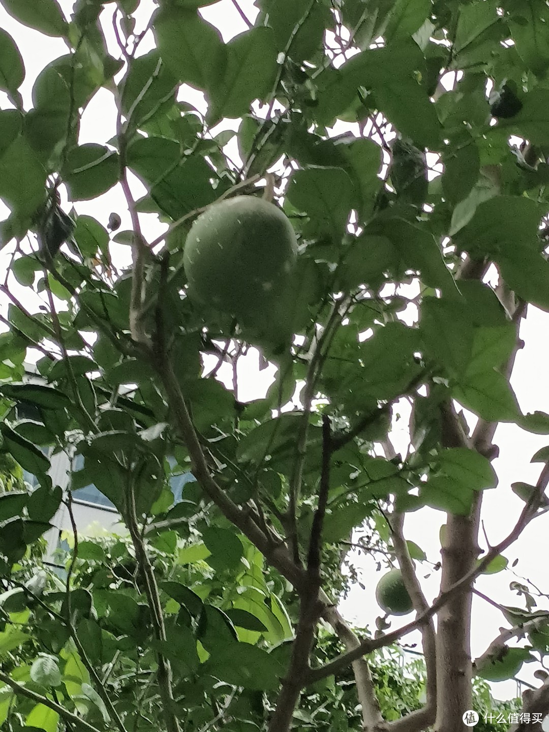 美丽动人的观赏大柚子树