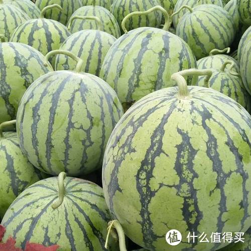 吃货必看_中国在售的主流西瓜品种