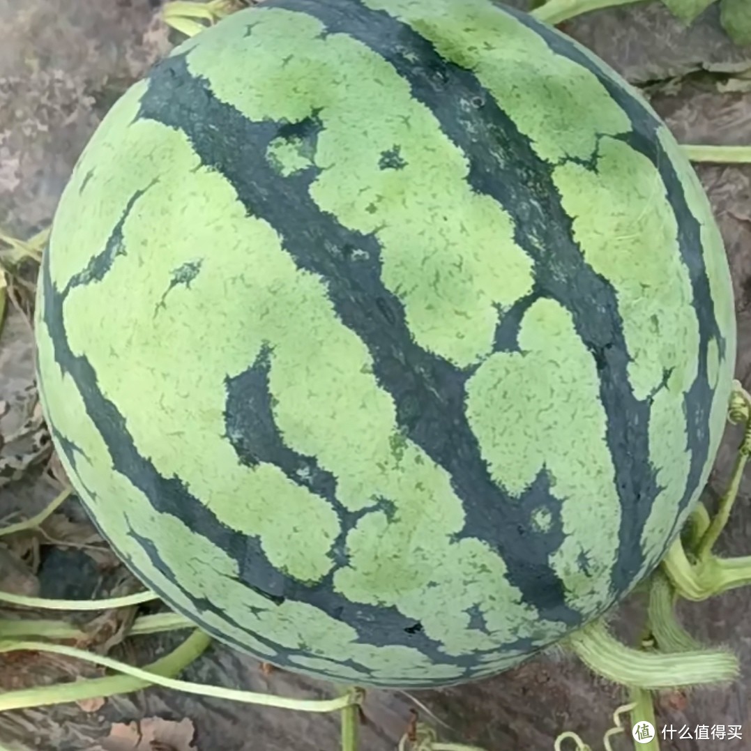 夏天！这三种西瓜一定不要错过，好吃不贵！