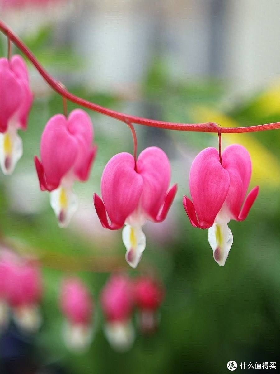 6种花适合老人养，姿态优美，开花漂亮，容易养护，带来好心情