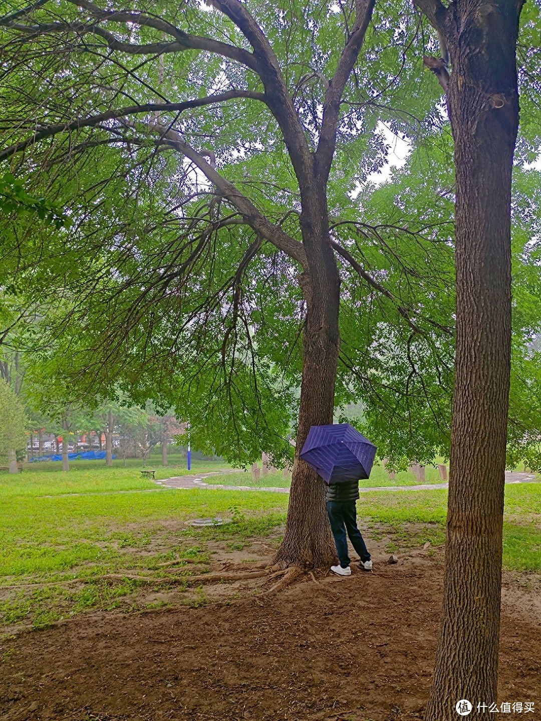 秋雨秋凉之手机摄影记录雨后公园的特别风景