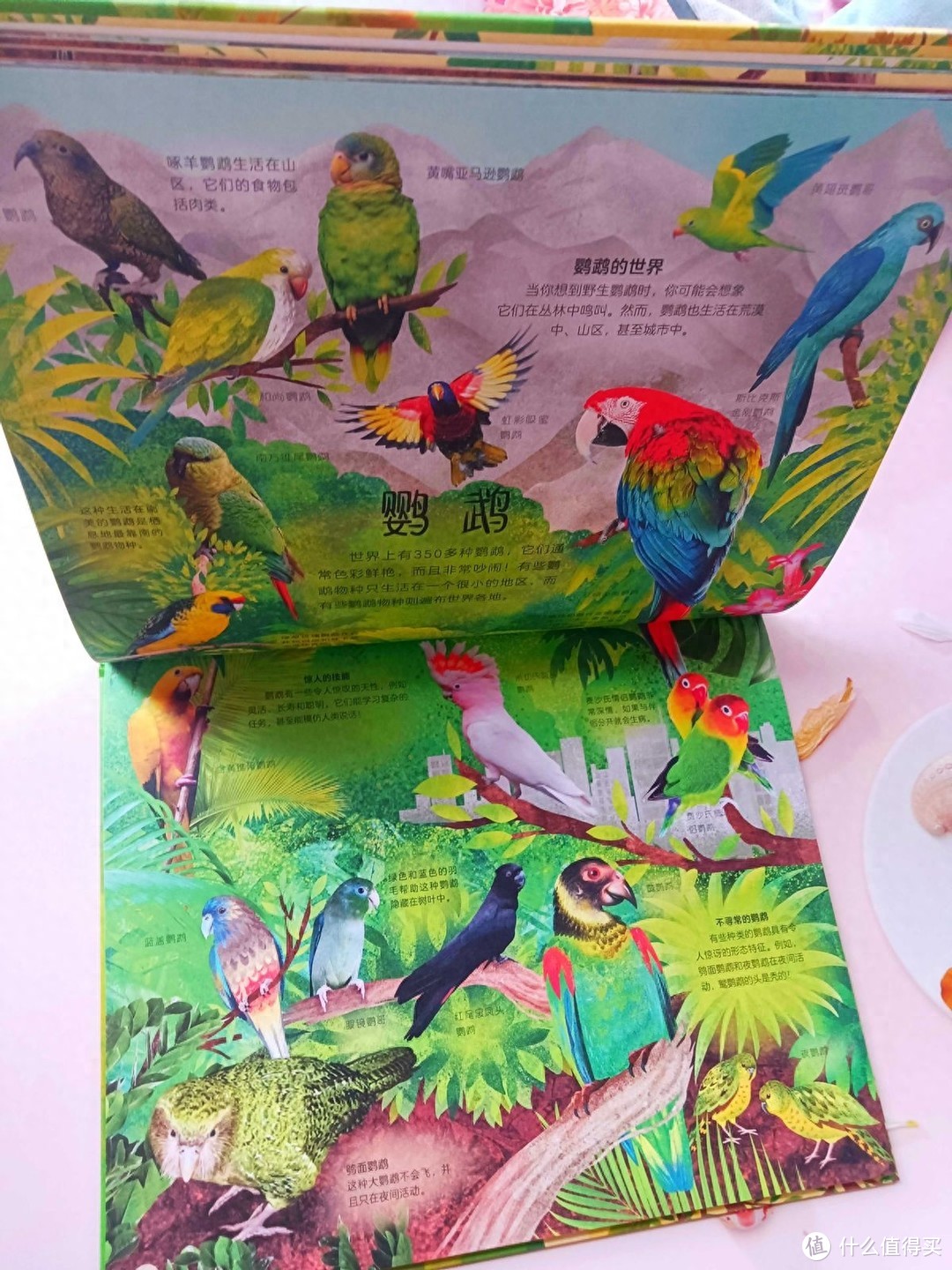 《DK多姿多彩的鸟类百科》：带孩子认识鸟类世界，发现生活之美