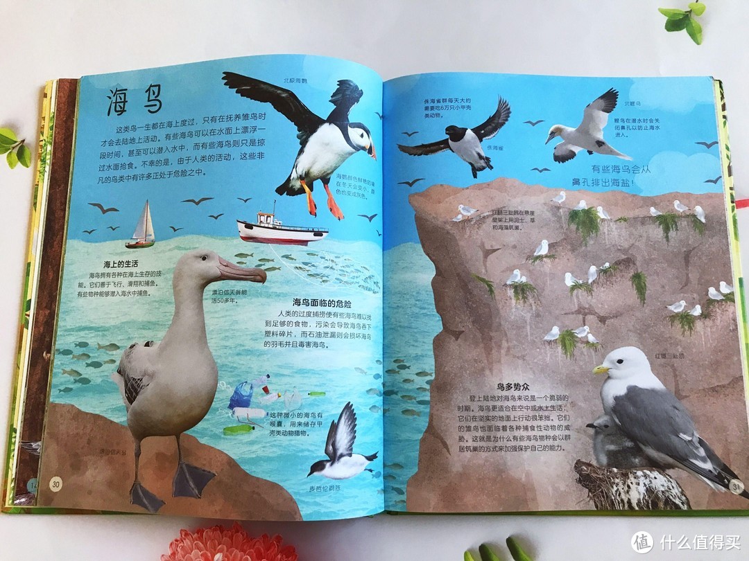 《DK多姿多彩的鸟类百科》关于寻常的鸟类，原来也各自精彩