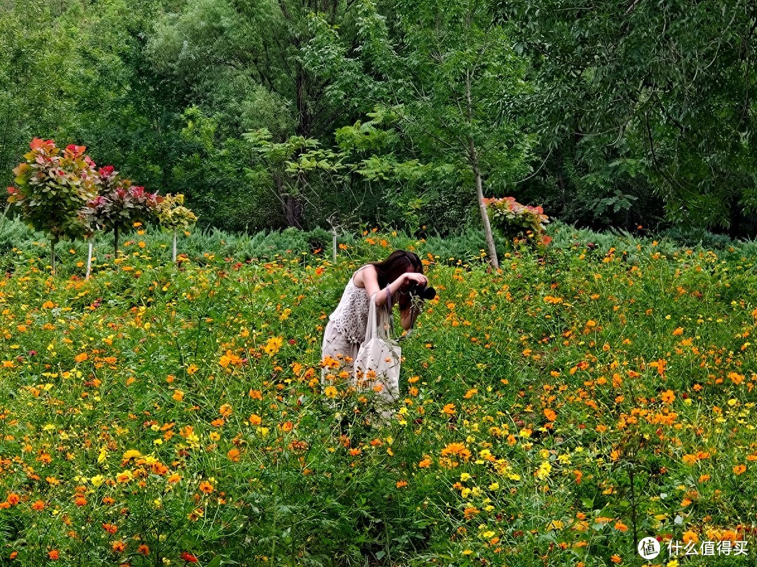 开学旅游之手机摄影记录奥森公园百日菊网红点打卡的收获