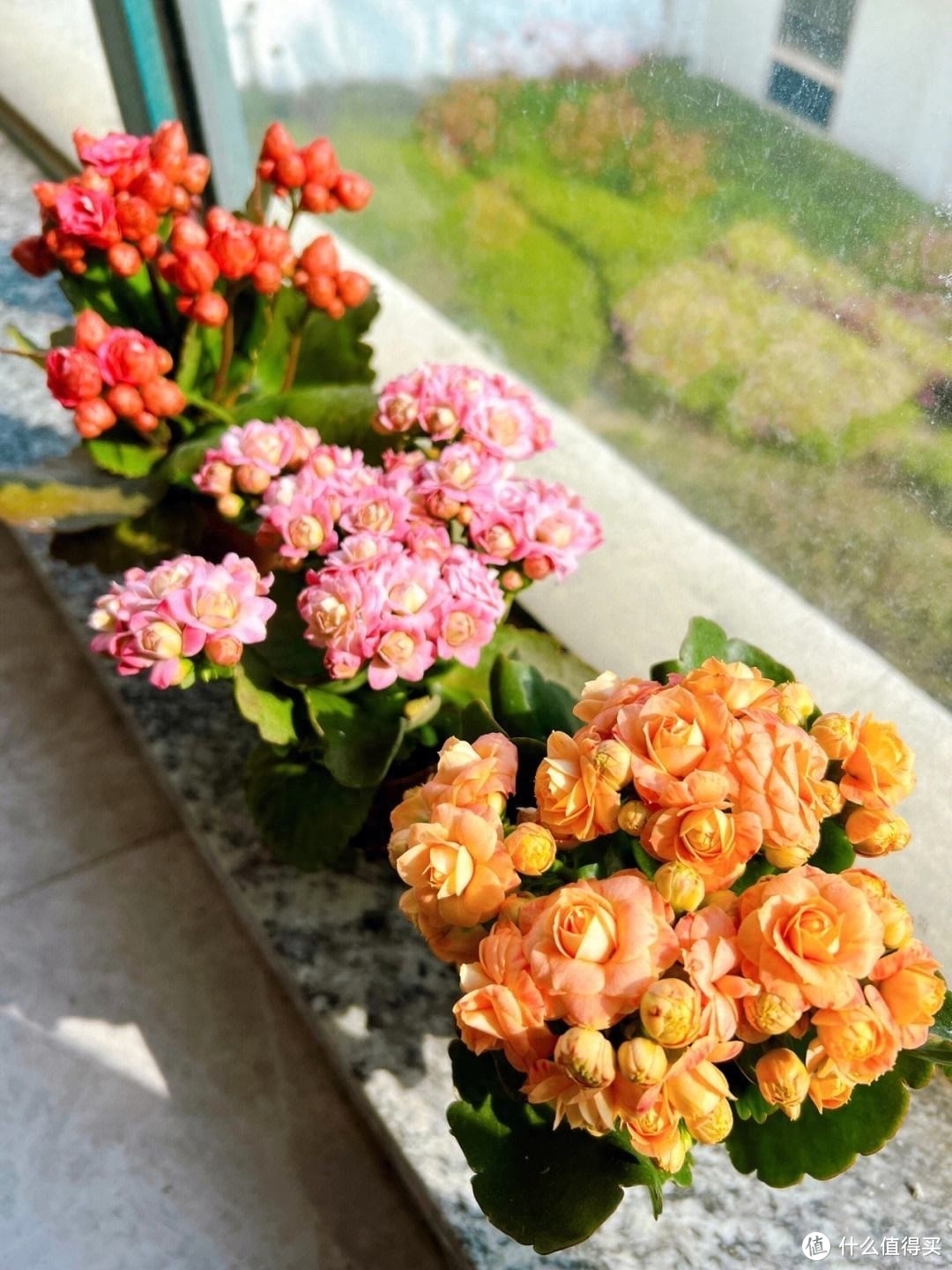 治愈系的“3种花”，花量大、花色美、很好养，一个冬天都开花