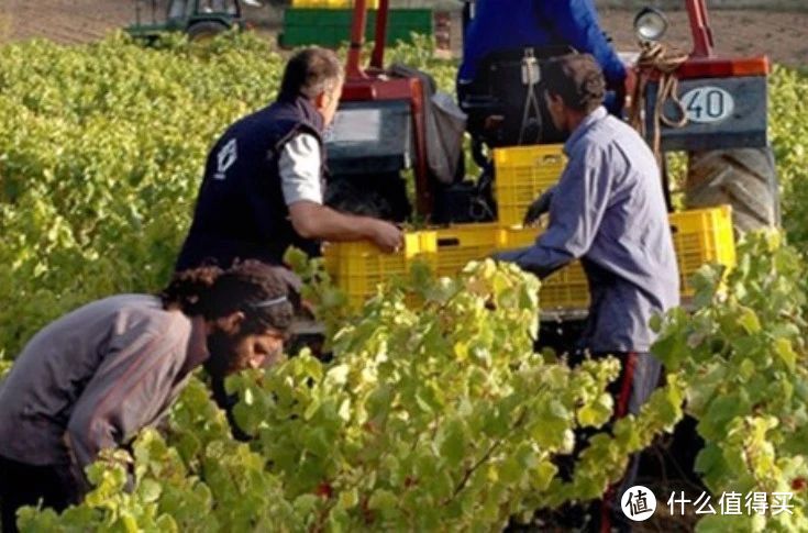 太狠了！为阻止葡萄酒价格暴跌，法国和欧盟斥资16亿元解决过剩葡萄酒