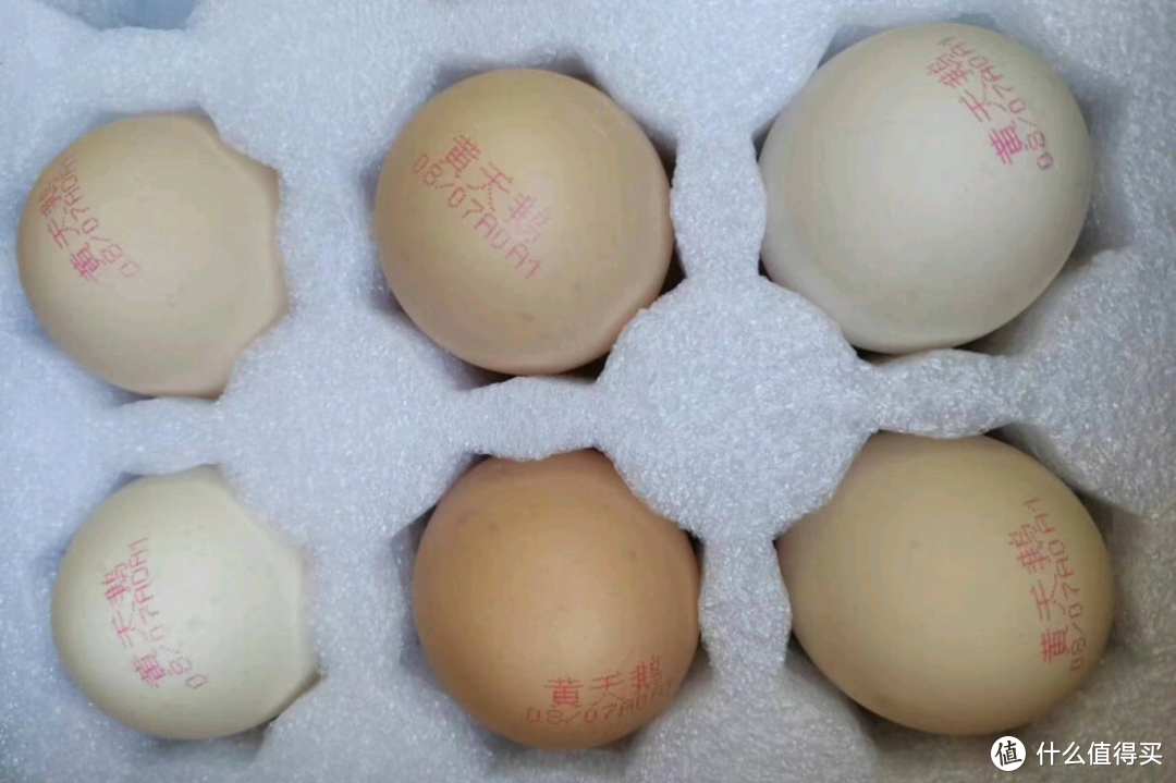 黄天鹅鸡蛋不含沙门氏菌