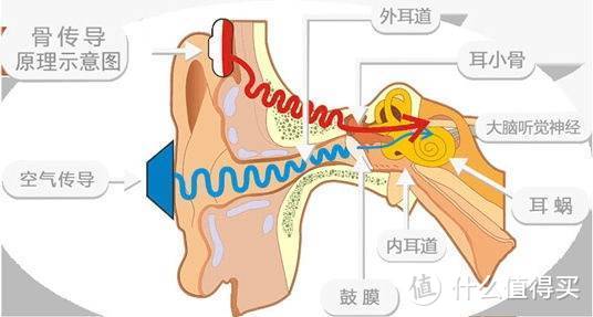 骨传导耳机会损伤大脑吗，骨传导耳机哪个牌子好呢