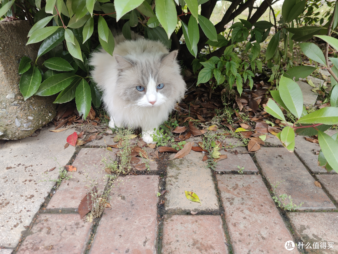 喵！喵！MEOW！来做一次猫咪主题的装机，七彩虹x鑫谷 MEOW系列硬件装机分享