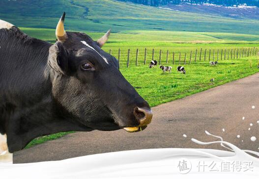 宝藏乳品：天润新疆好酸奶，天山牧场老酸奶回味无穷!