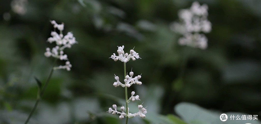 杜若花