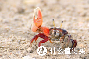 劈腿的螃蟹不能吃！！