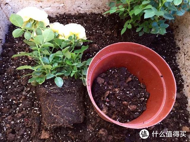 花盆里长出6种“小东西”，1分钟不要多等，及时断水、换盆、换土