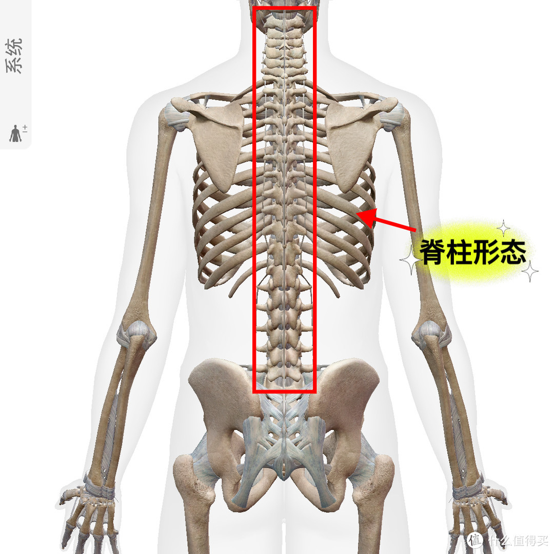 腰疼？腰疼的分类以及预防大于治疗的锻炼方法，嘿，跟着运动康复老师学一下，别只是小燕飞啦～