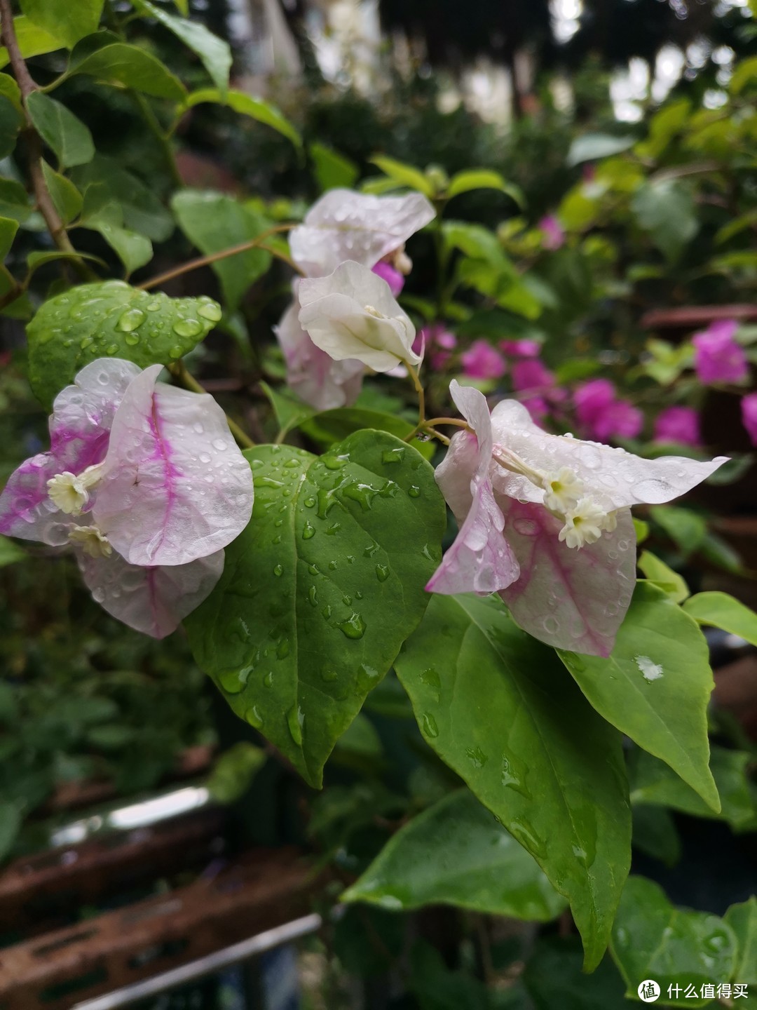 晒一下在夏日院子里面的皮实好花儿-3