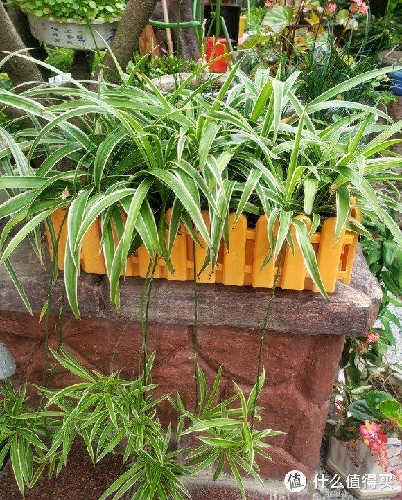 6种盆栽，便宜实用，养家里空气清新作用多，千万别小看它们了