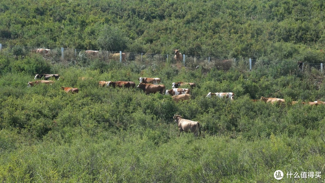 路上到处都是牛群