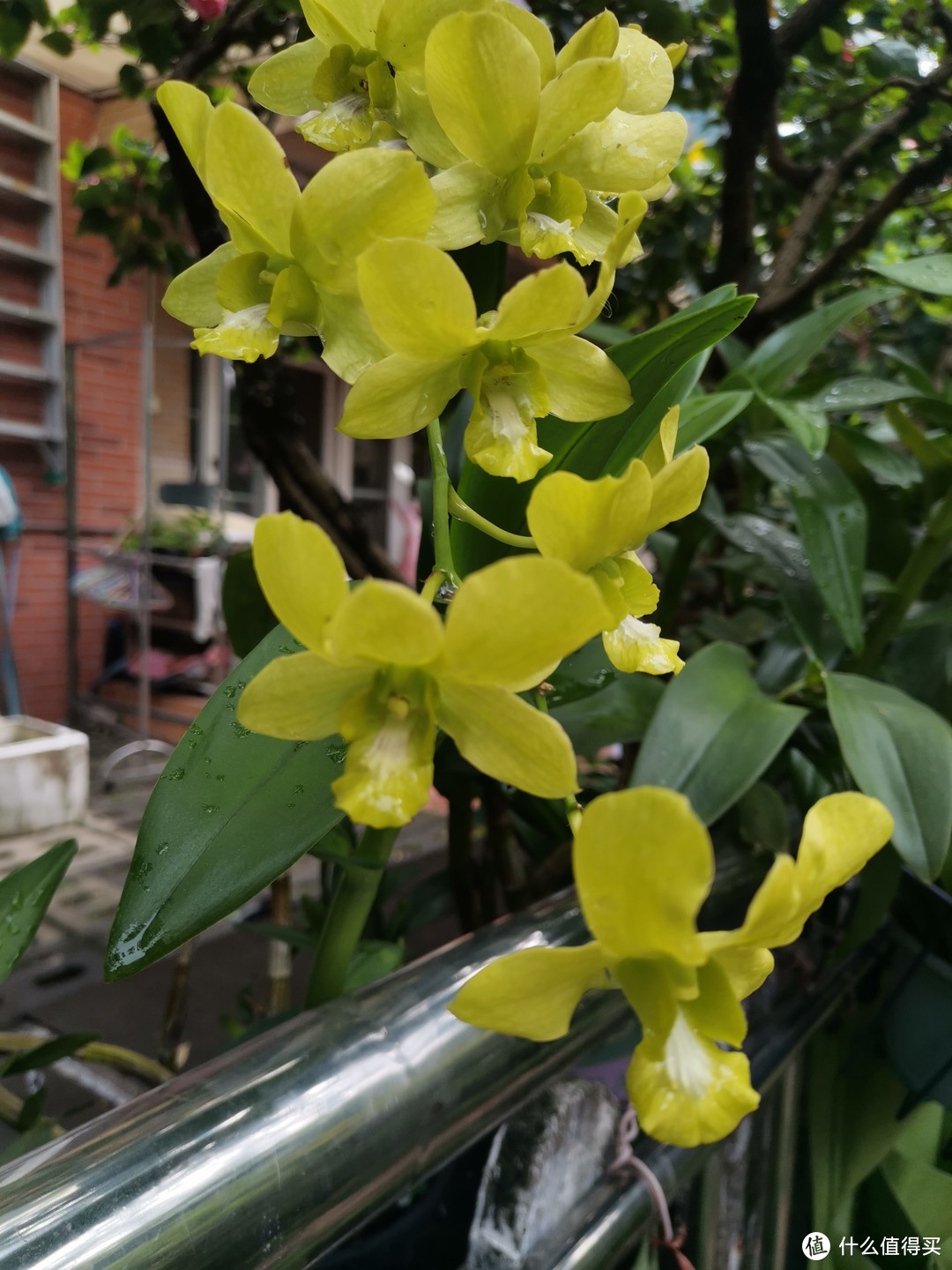 晒一下在夏日院子里面的皮实好花儿-4