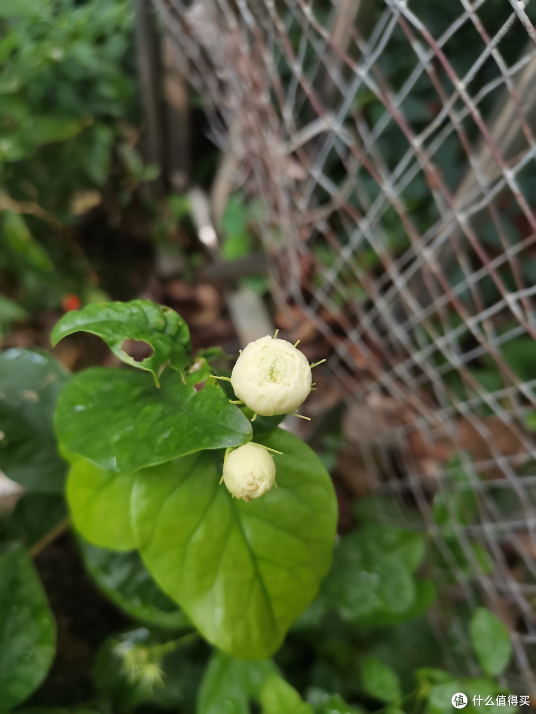 晒一下在夏日院子里面的皮实好花儿-4