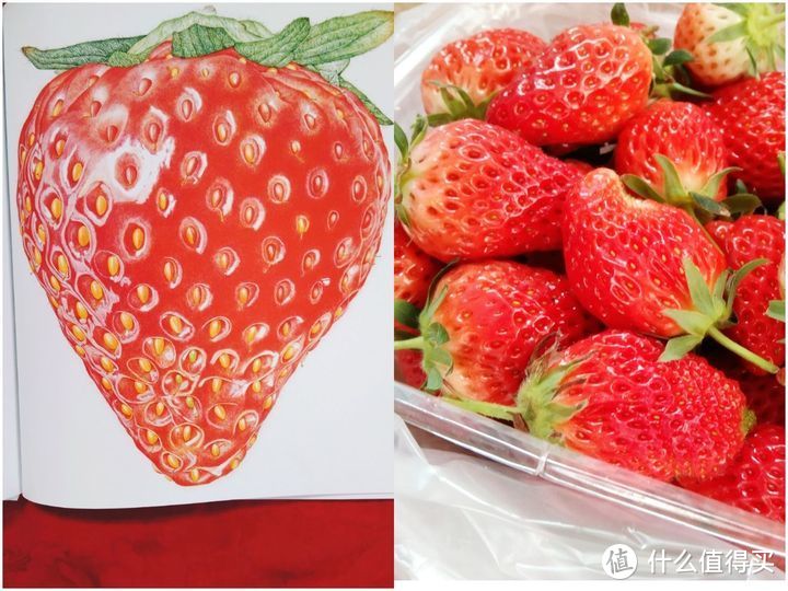 左图《草莓》插图，右图刚买的草莓