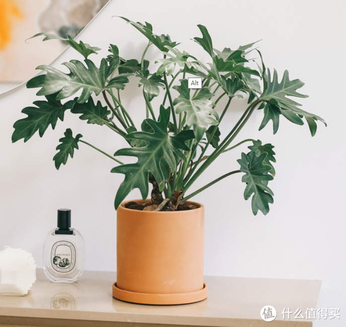 客厅放什么植物比较好养？你家有哪些客厅盆栽绿植？