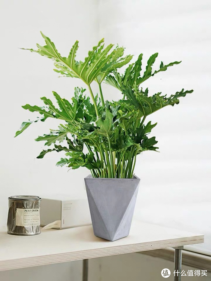 客厅放什么植物比较好养？你家有哪些客厅盆栽绿植？