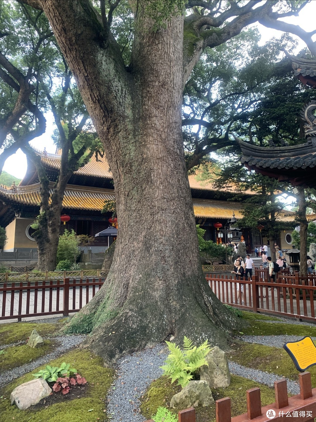 寺中的千年古树