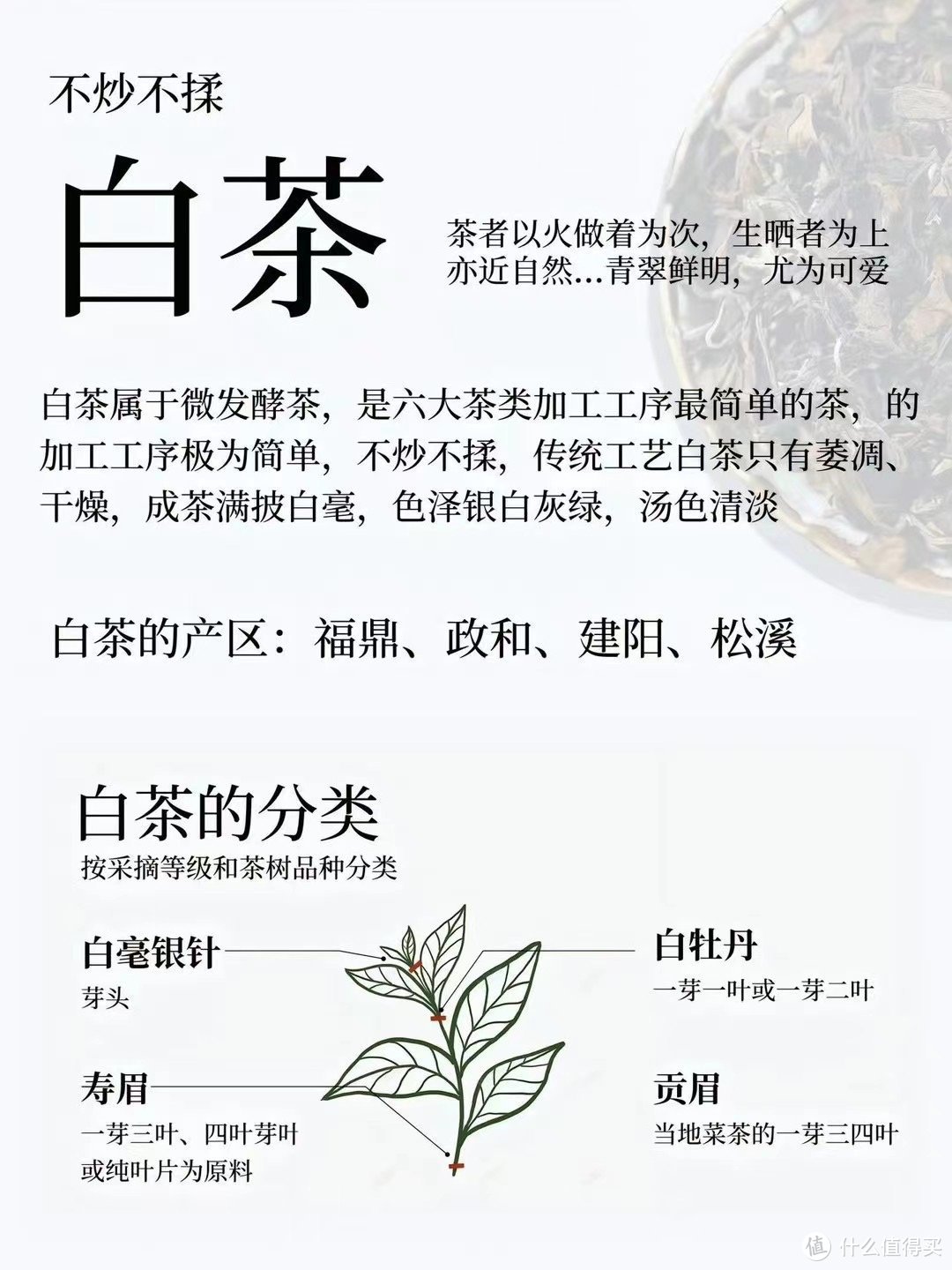 喝茶人怎可不知白茶，一篇文章带你系统学习白茶知识，