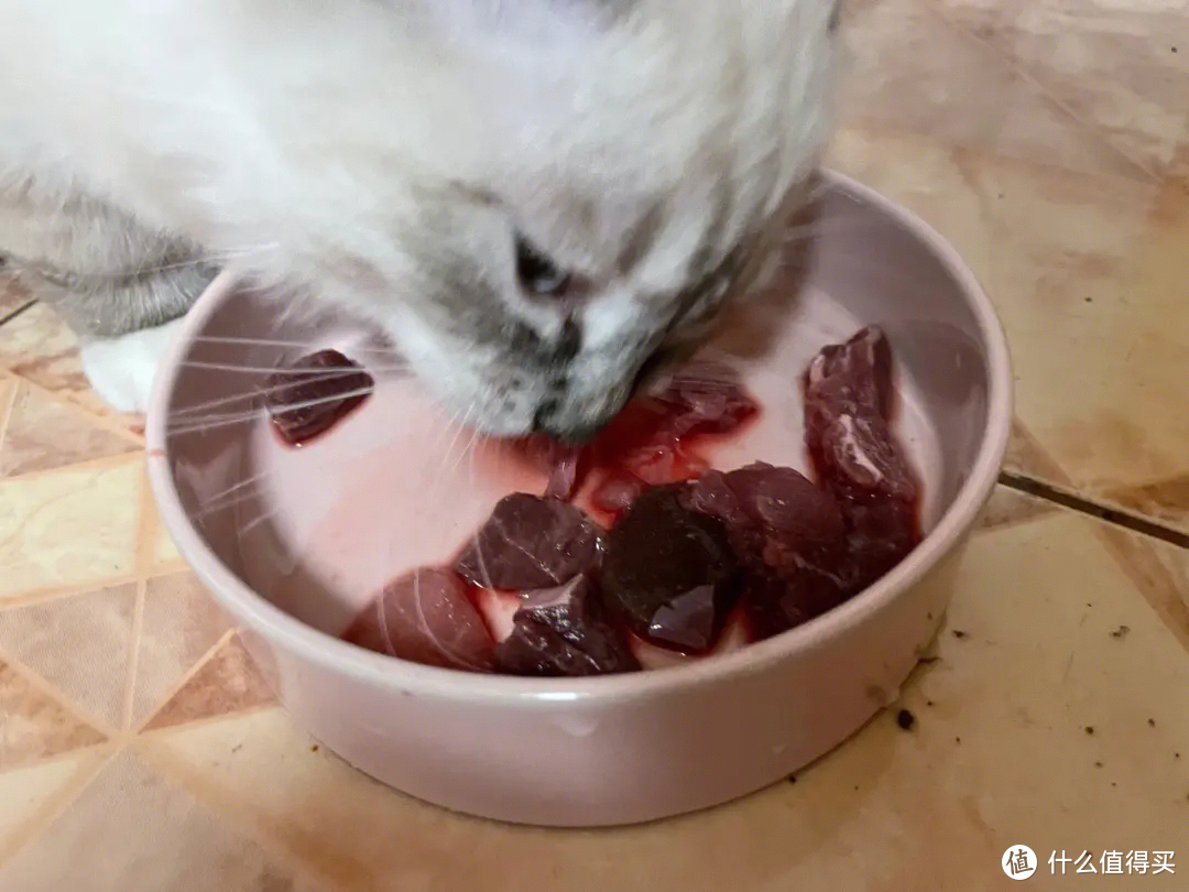 宠物吃播都是喂猫咪生肉，猫咪真的可以吃生肉吗？