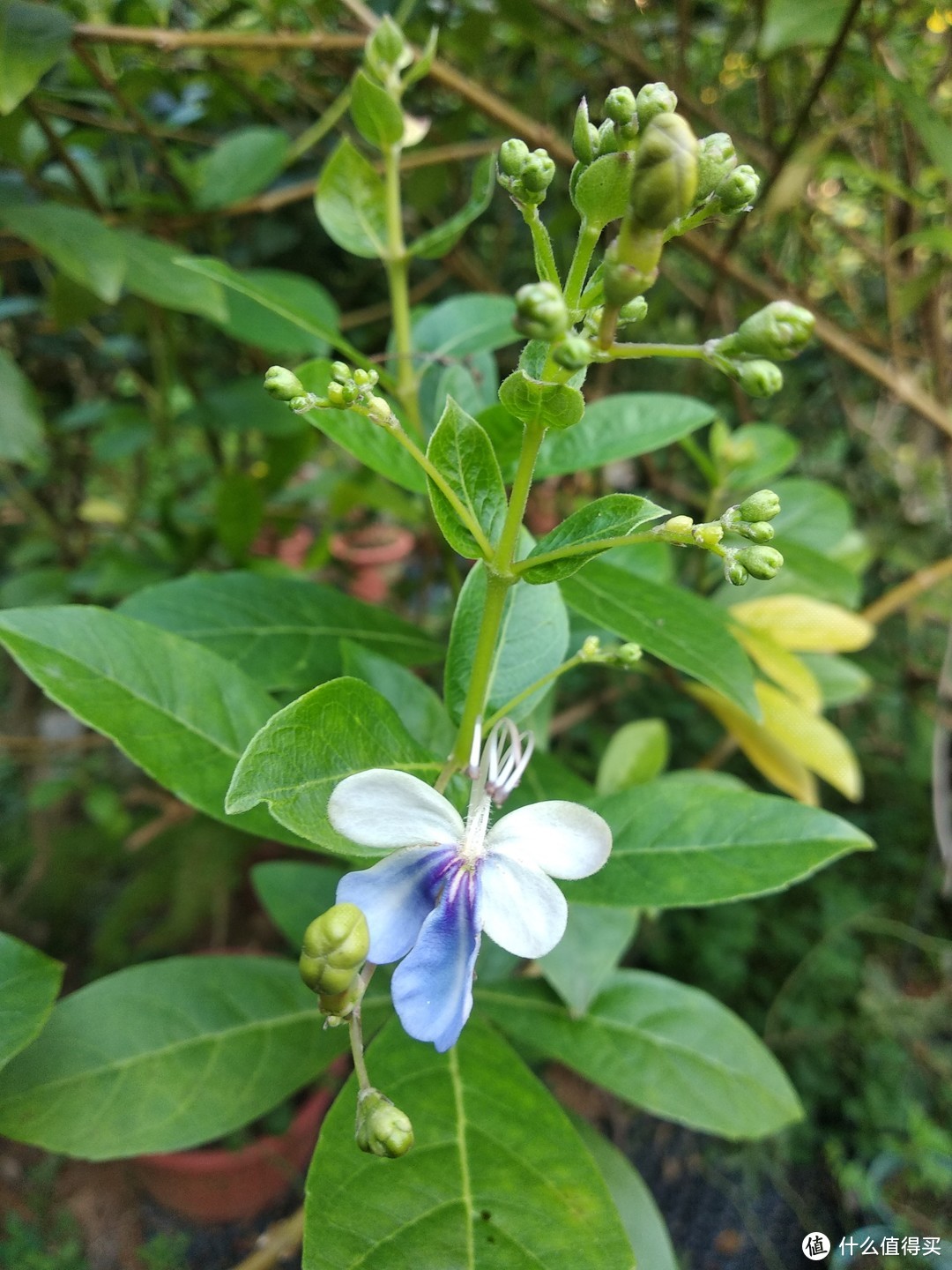 美好生活，从摆弄花草开始