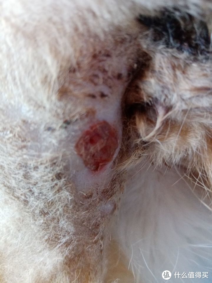 我的猫被其他猫咬伤后需要怎么护理？