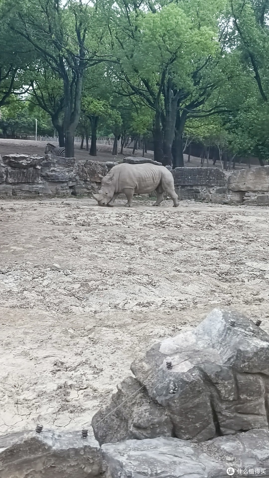 🌸🦒上海野生动物园，开启奇妙之旅！