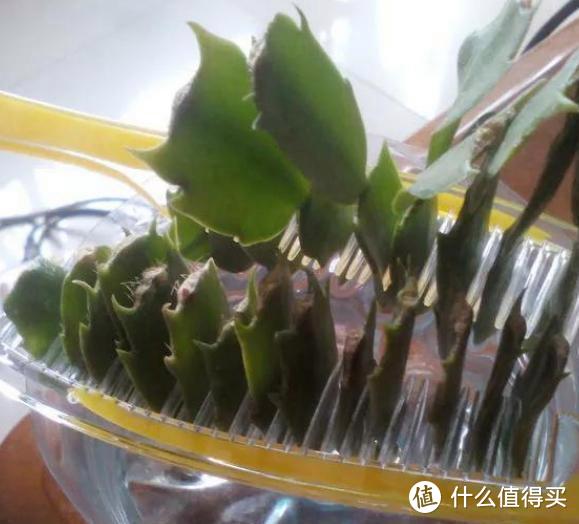 浙江36岁女主，拿“梳子”栽培蟹爪兰，一次出30株苗，轻松变大户