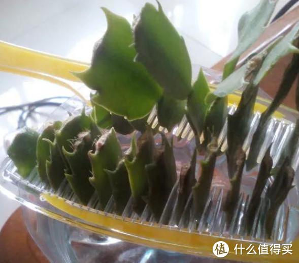浙江36岁女主，拿“梳子”栽培蟹爪兰，一次出30株苗，轻松变大户