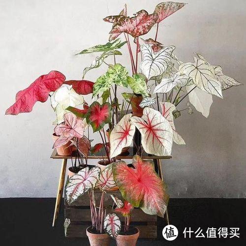 6种“耐荫花”，客厅“好搭档”，哪怕是“暗厅”，也能长势旺